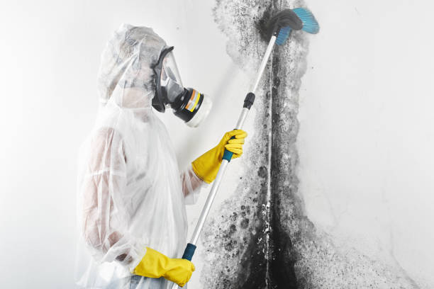 Best Environmental Consulting for Mold Prevention  in Cedar Hill, TX