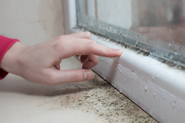 Best Post-Construction Mold Inspection  in Cedar Hill, TX
